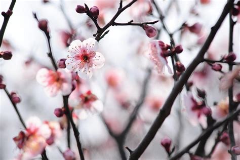 梅花吉祥話|梅花的花语及象征寓意，你们了解吗？